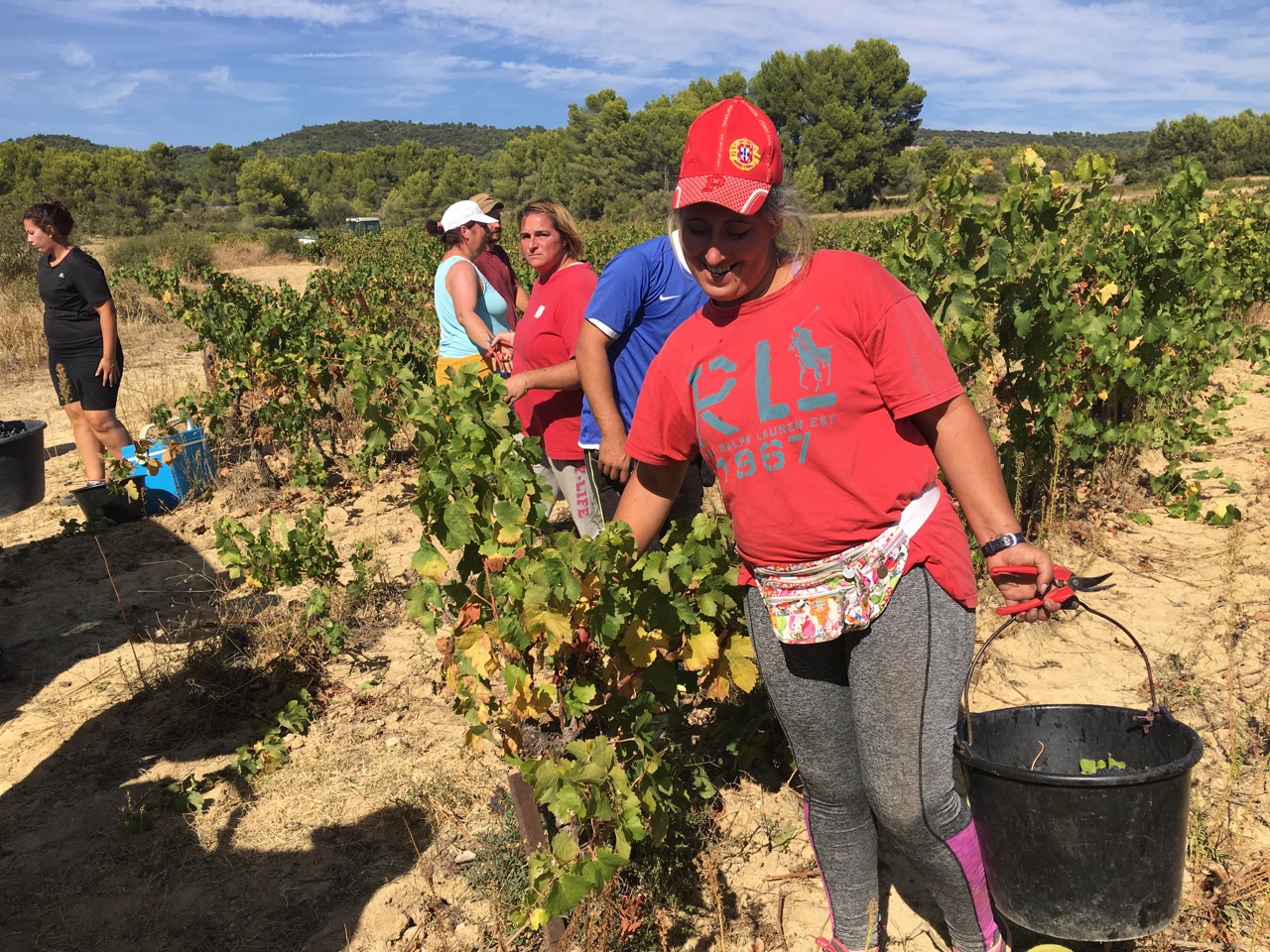 End of the harvest 2018: a promising vintage