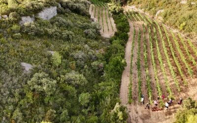 Vendanges 2026 : c’est parti